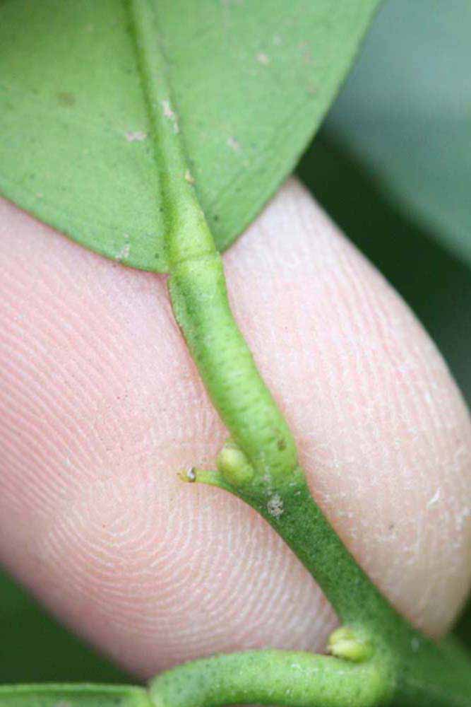              Petiole (Riverside, CA)       